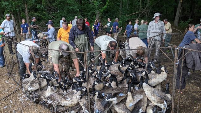 duck-river-banding