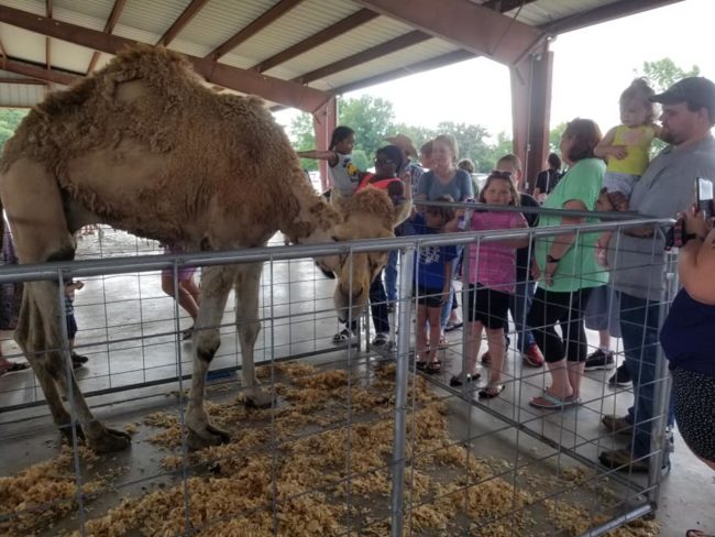 petting-zoo-w-camel