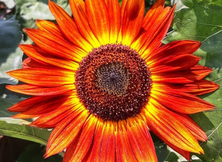 sunflower-camden