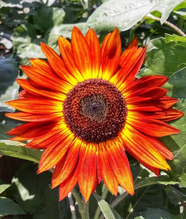 sunflower-camden