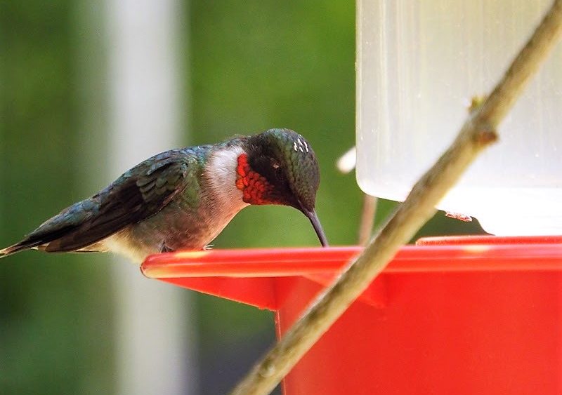 hummingbird