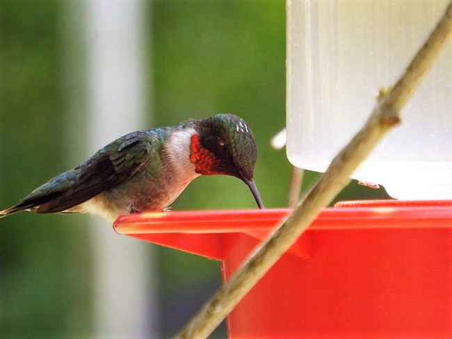hummingbird