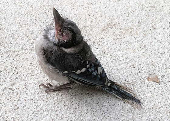 bird-disease