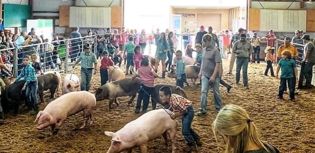 Henry County Fair Opens With Busy Weekend | radio NWTN
