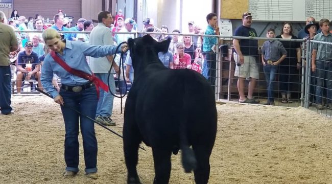 sarah-cate-orr-2019-w-champion-steer