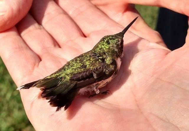 hummingbird-banding