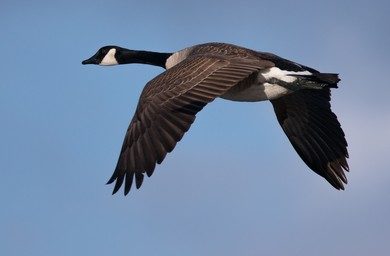 canada-goose
