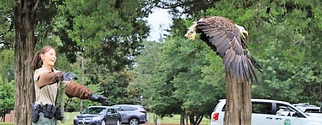 bald-eagle-w-gina-released-cropped