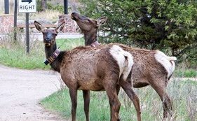 deer-wasting-disease