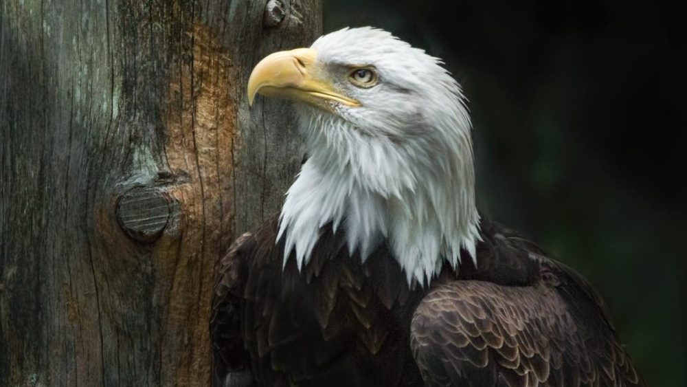artemis-bald-eagle