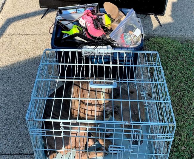 calloway-co-service-dog-theft