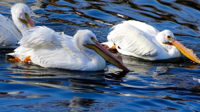 Reelfoot Pelican Festival Starts Friday | radio NWTN