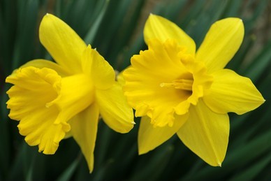 daffodils-shutter