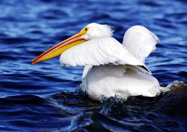 Reelfoot Lake Pelican Festival | radio NWTN