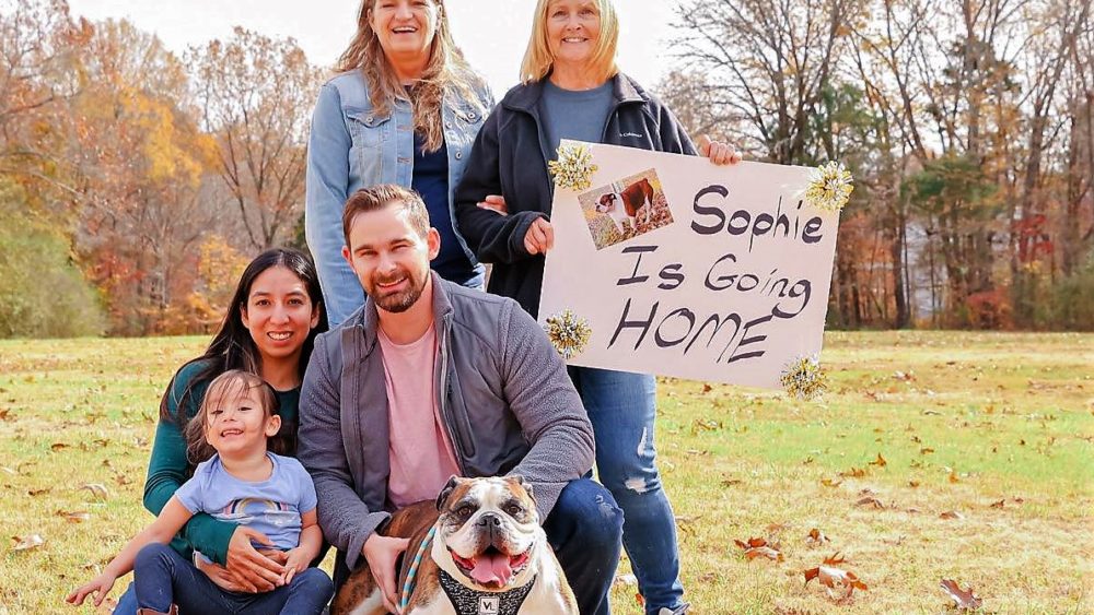 sophie-bulldog-goes-home
