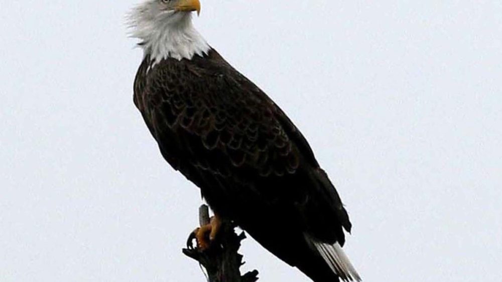 lbl-bald-eagle