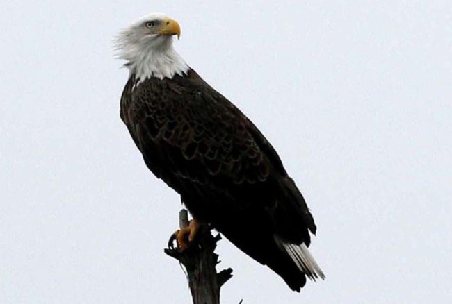 lbl-bald-eagle