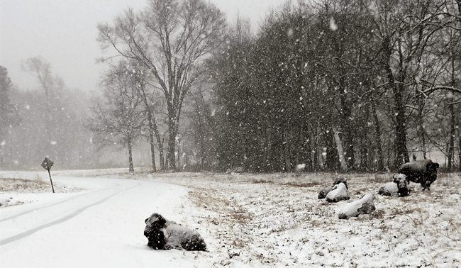 lbl-bison-snow-cover