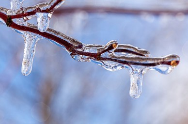 ice-on-branches