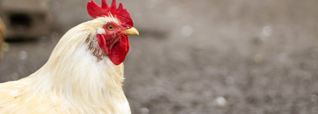 avian-flu