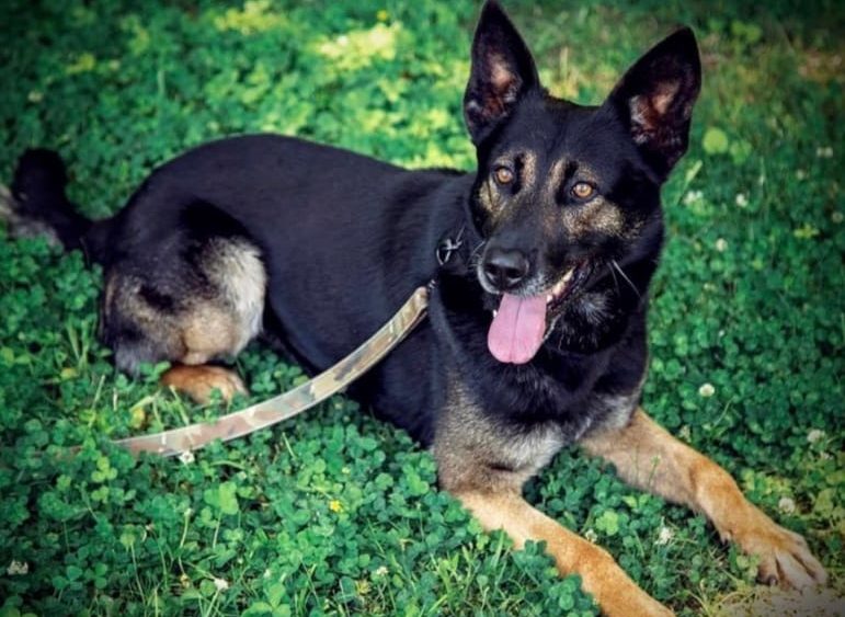 wmson-co-k9-jenks