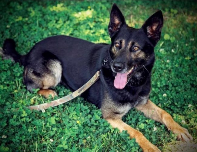 wmson-co-k9-jenks