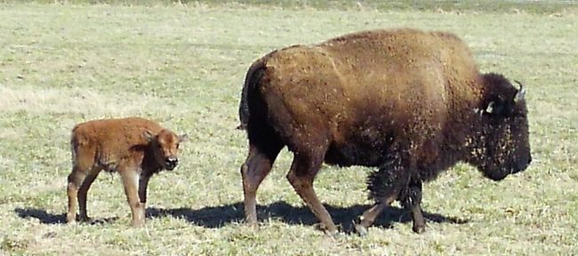 Spring Arrives At LBL With Birth Of Baby Bison | radio NWTN