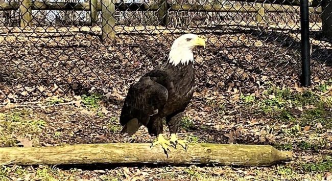 lbl-bald-eagle-new