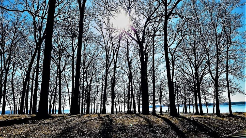 pl-trees-jan-30-2
