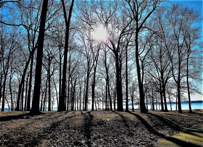 pl-trees-jan-30-2
