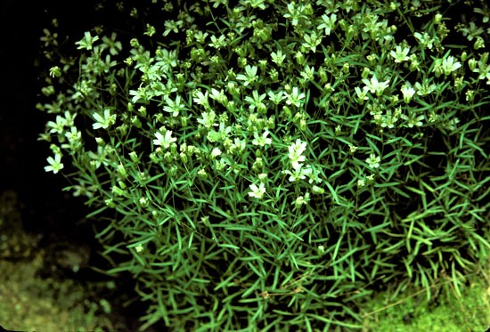 sandwort