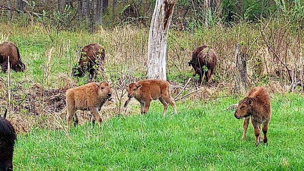 bison-calves-lbl-2-rop