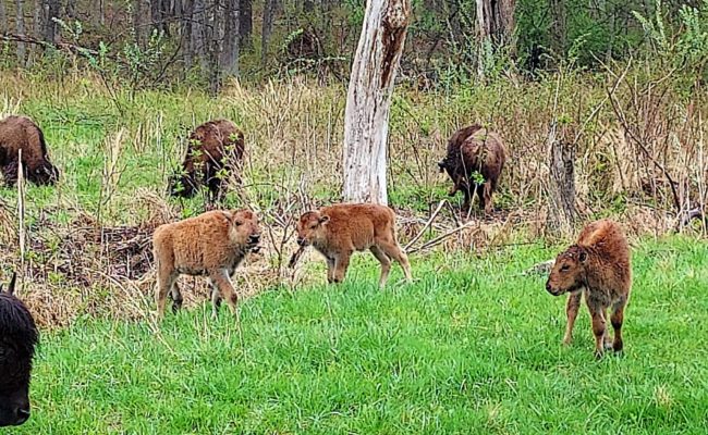 bison-calves-lbl-2-rop