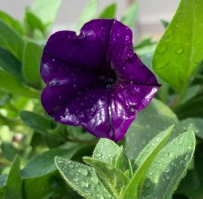 hanging-flower-plant-pic