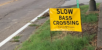 slow-bass-crossing-crop