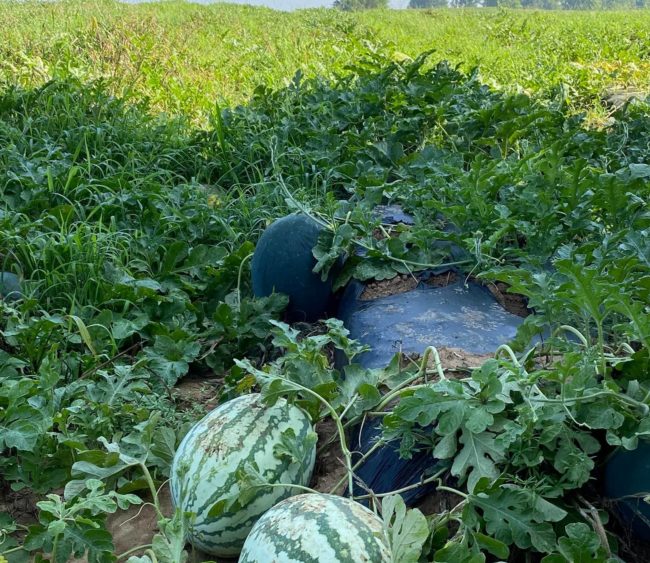 watermelons-nwtn