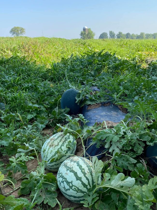 watermelons-nwtn