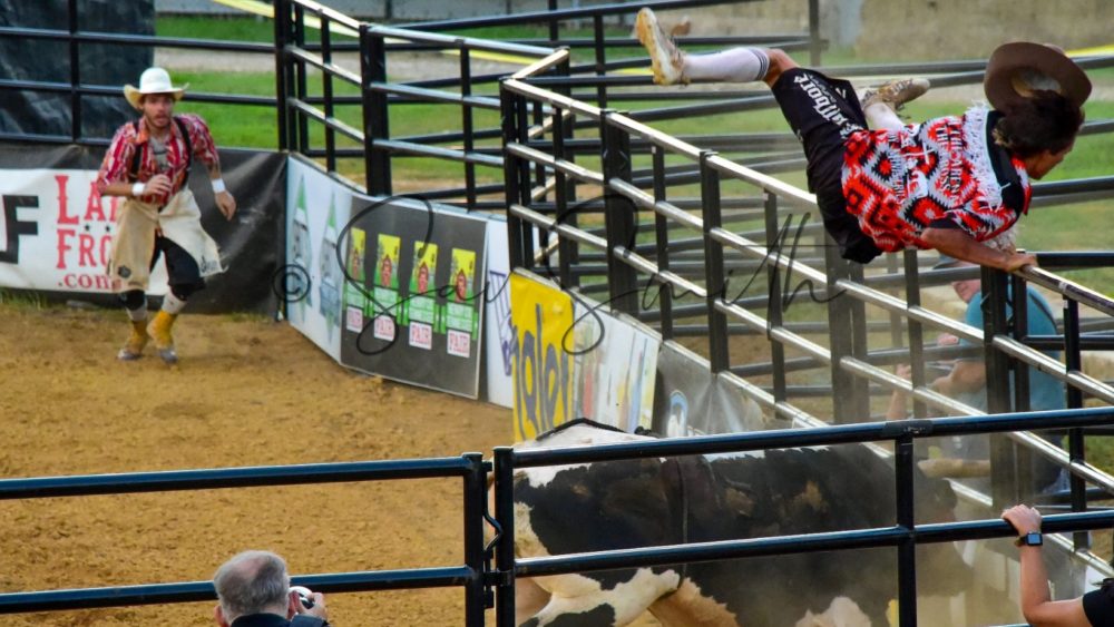 bull-by-savannah-gulish-2-crop