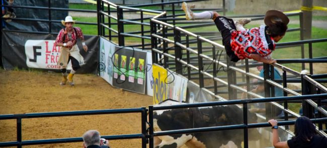 bull-by-savannah-gulish-2-crop