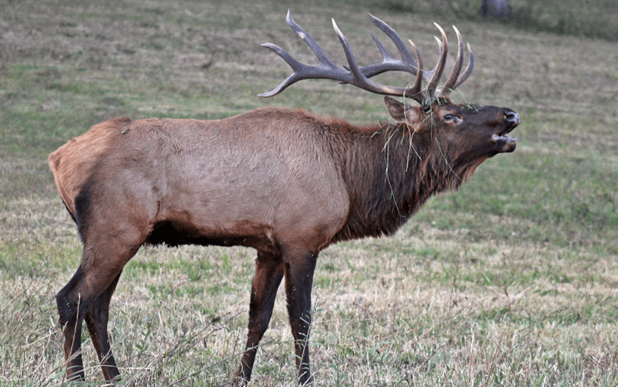 elk-bugling
