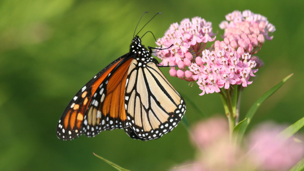 monarch-butterfly-carlton-farrell