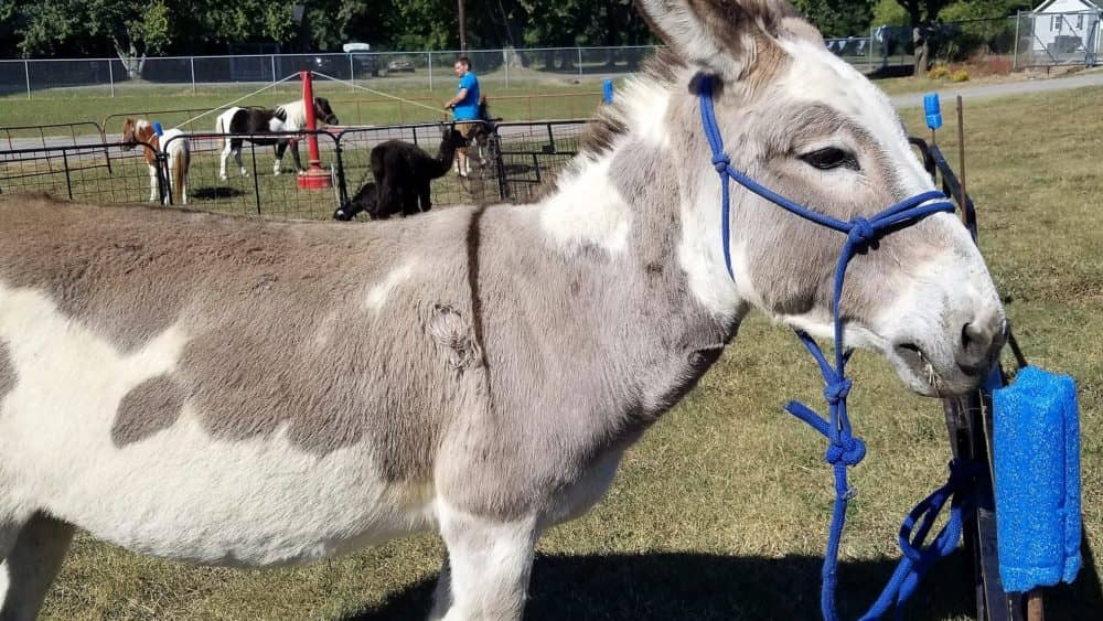 oktoberfest-horse-2-crop