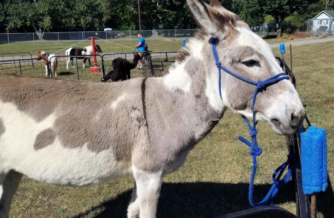 oktoberfest-horse-2-crop