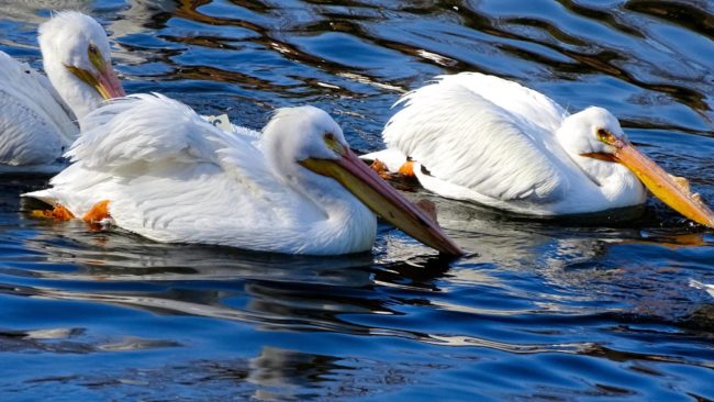 pelican-2