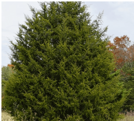 cedar-tree-2