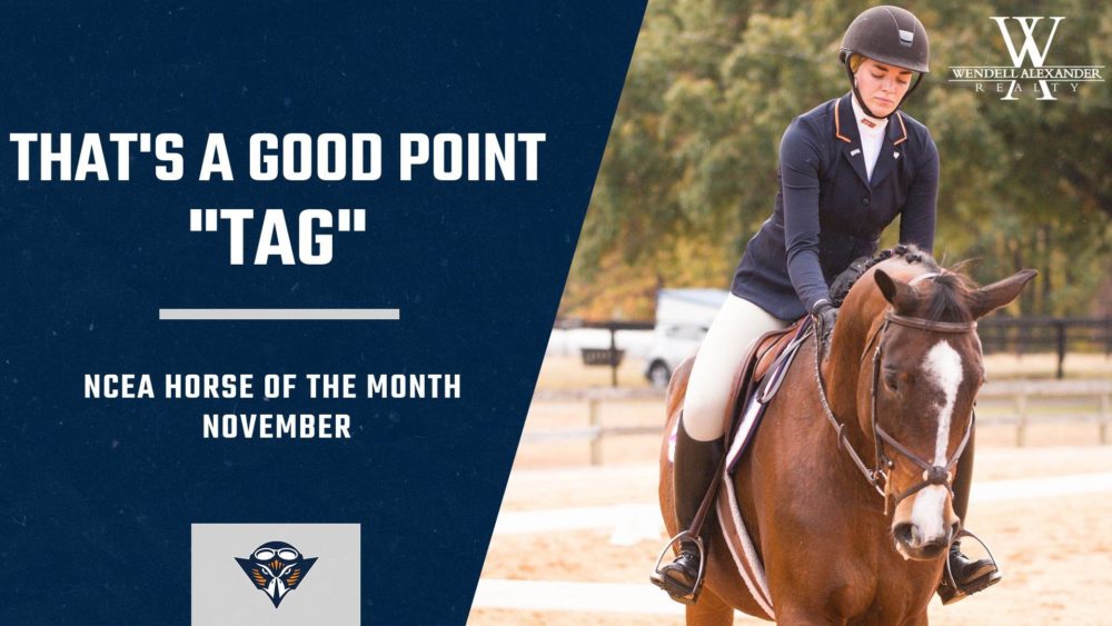 tag_ncea_horse_of_the_month