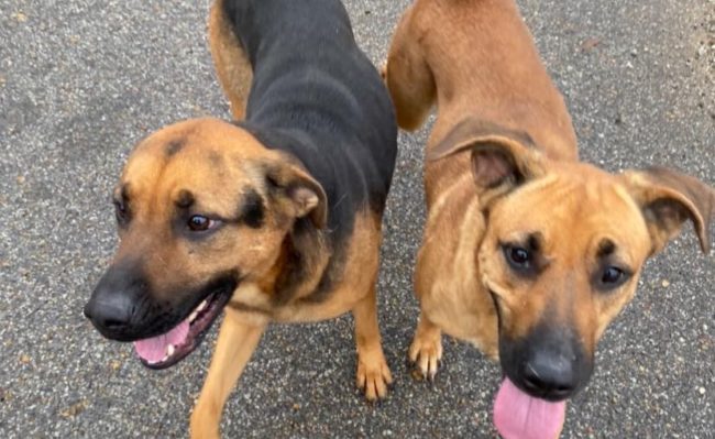 dogs-at-shelter-crop