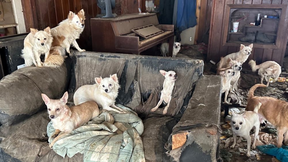 dyer-co-dogs-2-arc-photo