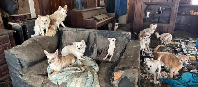 dyer-co-dogs-2-arc-photo