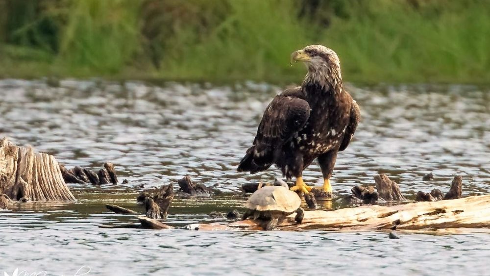 bald-eagle-lbl-2-with-turtle